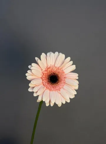 Гербера нежно-розовая крупная от интернет-магазина цветов в 