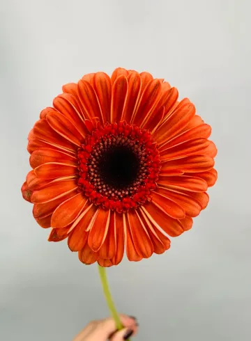 Гербера оранжевая крупная от интернет-магазина цветов в 