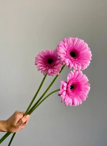 Гербера фуксия крупная от интернет-магазина цветов в 