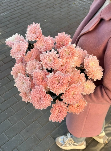 Хризантема кустовая крашенная от интернет-магазина цветов в 