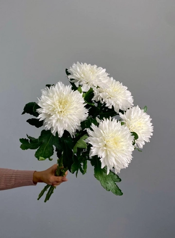   Хризантема одноголовая &laquo;Топспин&raquo; от интернет-магазина цветов в 