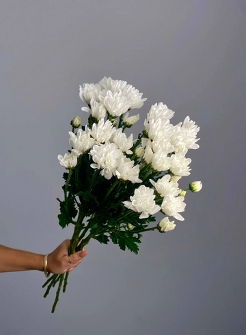 Хризантема кустовая Бакарди от интернет-магазина цветов в 