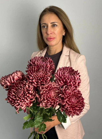 Хризантема  одноголовая Бигуди шоколад от интернет-магазина цветов в 