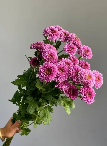 Хризантема кустовая Фабиен от интернет-магазина цветов в 