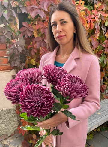 Хризантема одноголовая малиновая «Бигуди» от интернет-магазина цветов в 