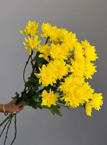 Хризантема кустовая &laquo;Зембла&raquo; от интернет-магазина цветов в 