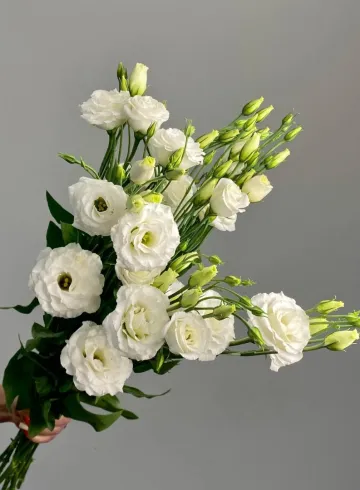 Эустома Белая. от интернет-магазина цветов в 