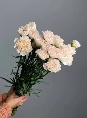 Гвоздика «Ханой» от интернет-магазина цветов в 