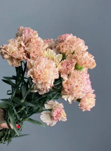 Гвоздика персиковая от интернет-магазина цветов в 