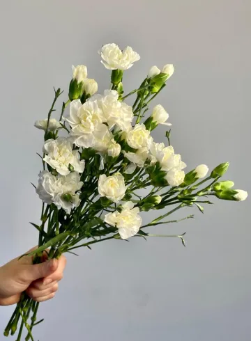 Гвоздика белая кустовая от интернет-магазина цветов в 