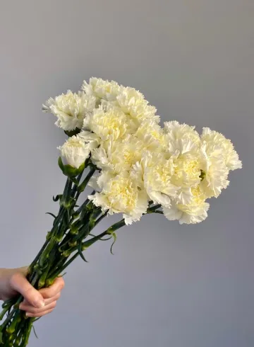 Гвоздика белая от интернет-магазина цветов в 