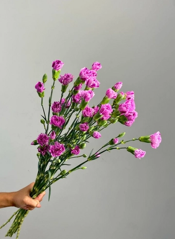 Гвоздика  кустовая  от интернет-магазина цветов в 