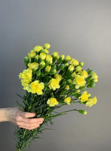 Гвоздика кустовая лимонная от интернет-магазина цветов в 