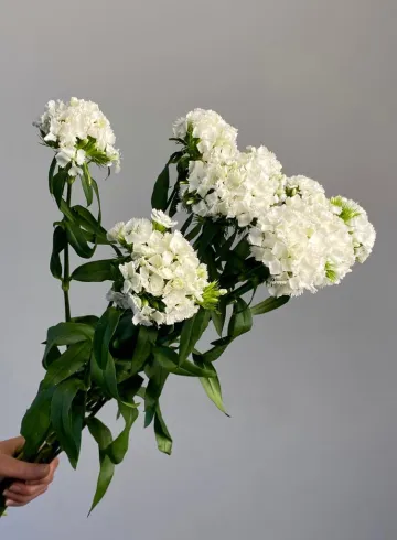 Гвоздика белая Шабо от интернет-магазина цветов в 