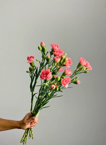 Гвоздика кустовая розовая  от интернет-магазина цветов в 