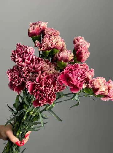 Гвоздика бордовая от интернет-магазина цветов в 