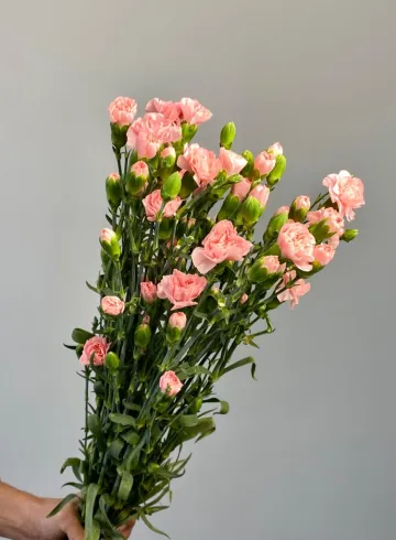 Гвоздика кустовая  от интернет-магазина цветов в 