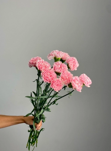 Гвоздика нежно-розовая от интернет-магазина цветов в 