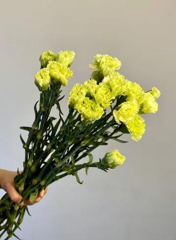 Гвоздика лайм от интернет-магазина цветов в 