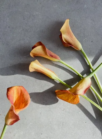 Калла оранж от интернет-магазина цветов в 