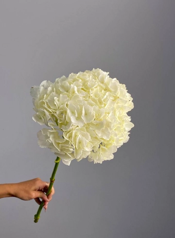 Гортензия белая от интернет-магазина цветов в 