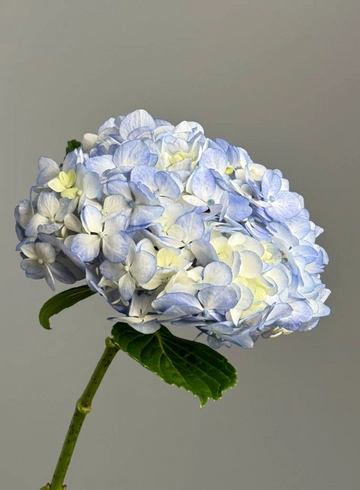 Гортензия голубая от интернет-магазина цветов в 