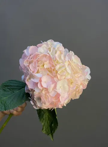 Гортензия от интернет-магазина цветов в 