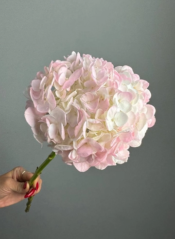 Гортензия от интернет-магазина цветов в 