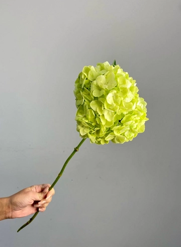 Гортензия фисташка от интернет-магазина цветов в 