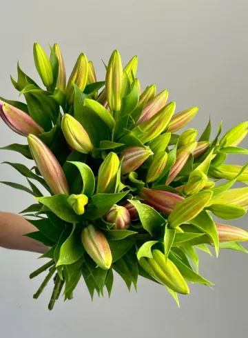 Лилия &laquo;Фиола&raquo; от интернет-магазина цветов в 