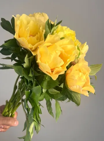 Пион «Гарден» от интернет-магазина цветов в 