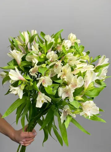 Альстромерия &laquo;Гималаи&raquo; от интернет-магазина цветов в 