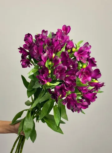 Альстромерия &laquo;Аматиста&raquo; от интернет-магазина цветов в 