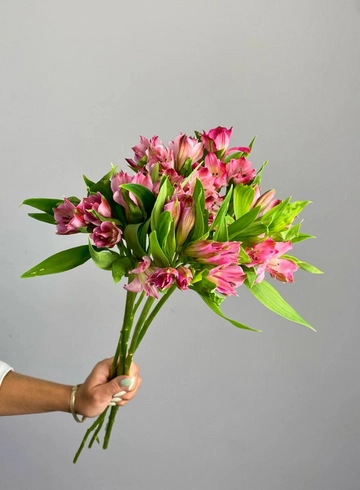 Альстромерия &laquo;Дримленд&raquo; от интернет-магазина цветов в 