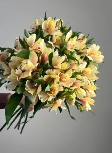 Альстромерия &laquo;Меджик&raquo; от интернет-магазина цветов в 