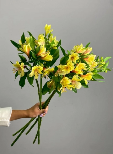 Альстромерия &laquo;Торонто&raquo; от интернет-магазина цветов в 