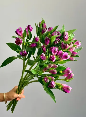 Альстромерия &laquo;Марлин&raquo; от интернет-магазина цветов в 