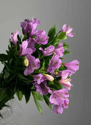 Альстромерия &laquo;Джевел&raquo; от интернет-магазина цветов в 