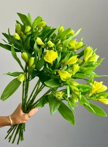 Альстромерия Лимон от интернет-магазина цветов в 